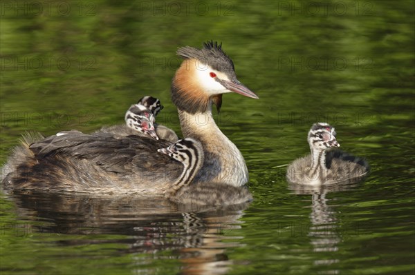 Great crested grebe