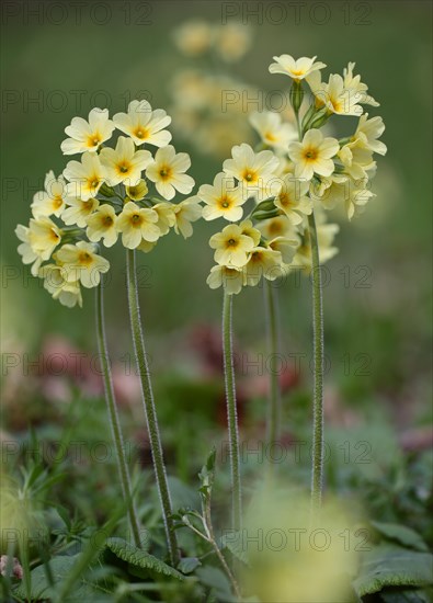 Forest Cowslip