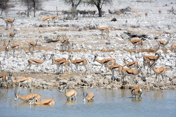 Springbok