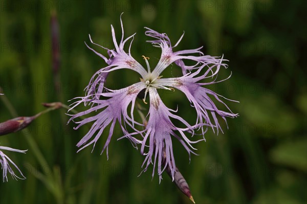 Splendid Carnation