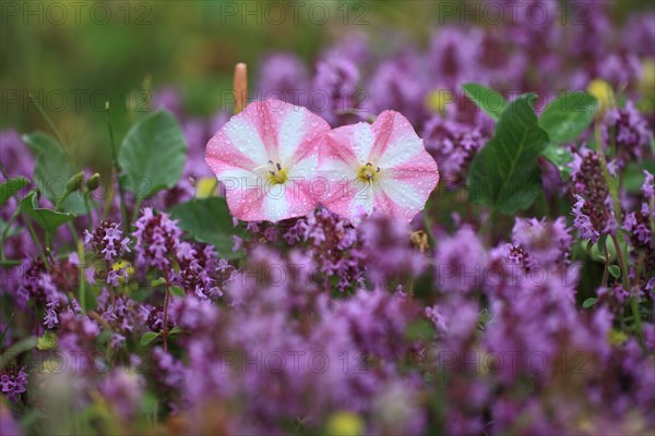 Field Bindweed