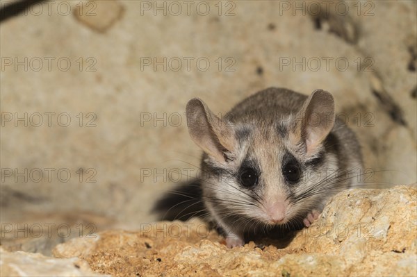 Asian garden dormouse