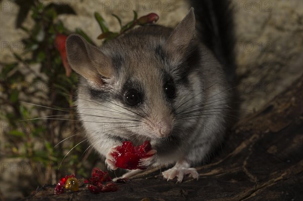 Asian garden dormouse