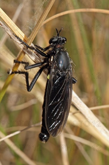 Robber fly