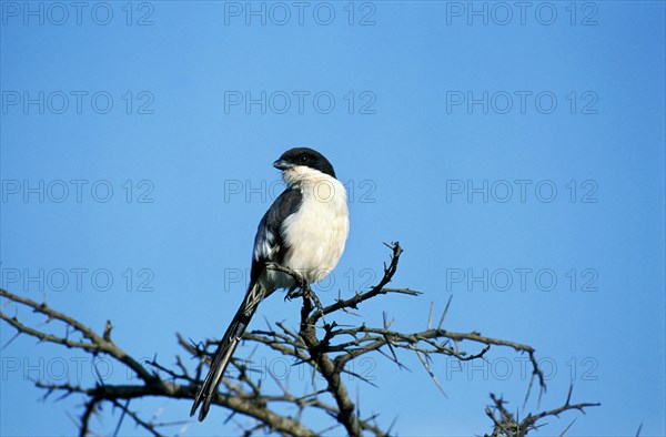 LONG TAILED FISCAL