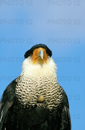 Crested Caracara