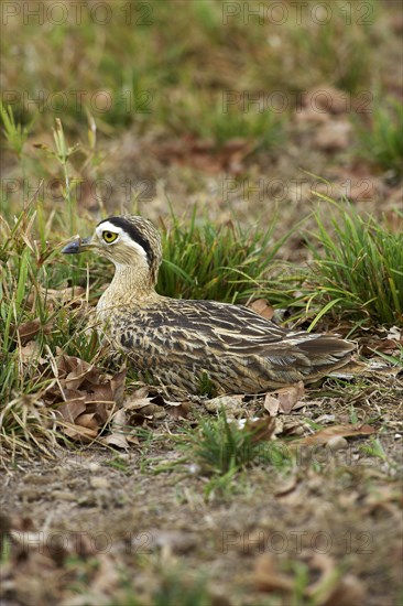 Double striped thick knee