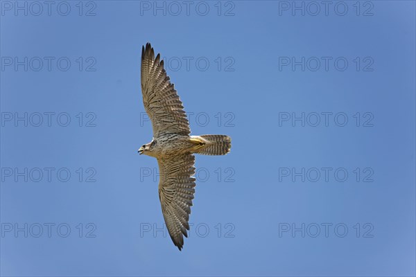 Saker falcon