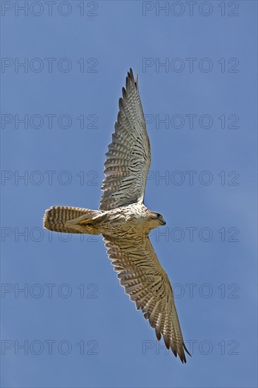 Saker falcon