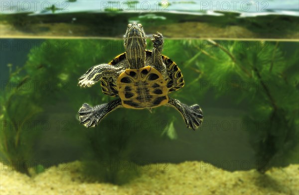 Red Eared Terrapin