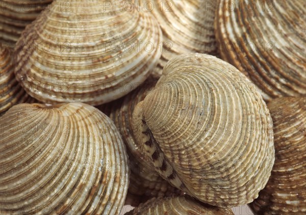 Clams