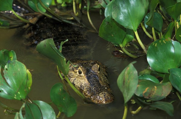 Broad Nosed Caiman