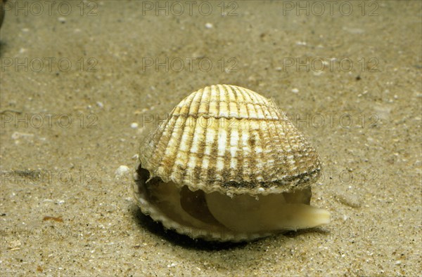 Common cockle