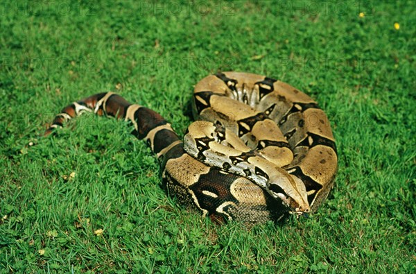 Boa constrictor