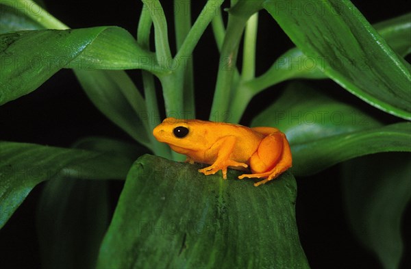 GOLDEN MANTELLA