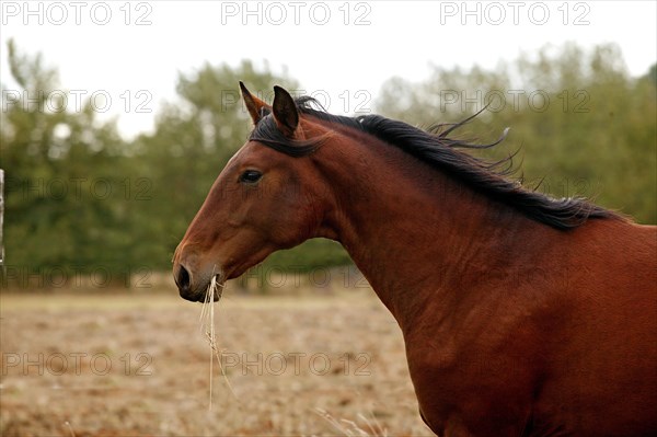 Lusitano stallion