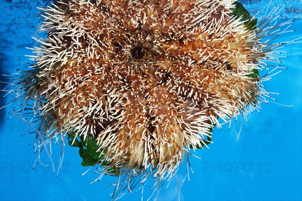 Priest-Hat Urchin or Short Spine Urchin