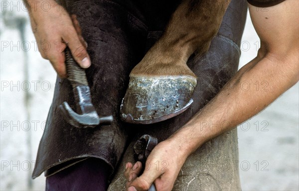 FARRIER SHOEING A HORSE