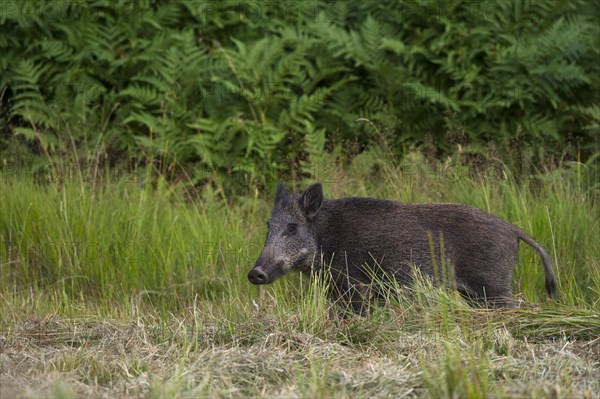 Wild Boar