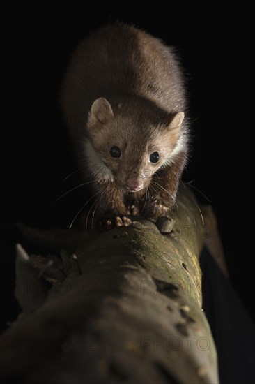 Beech marten