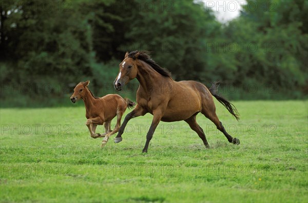 English thoroughbred horse