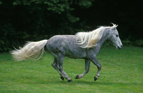 American Miniature Horse