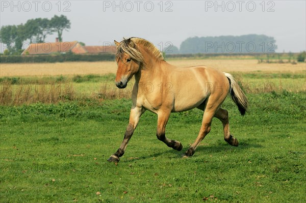 NORWEGIAN FJORD HORSE