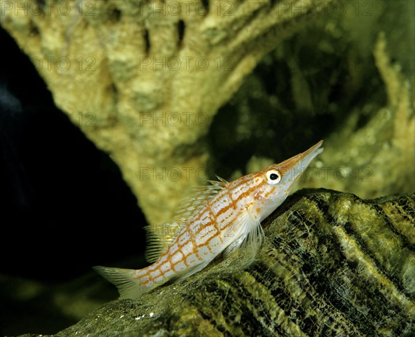 Longnose Hawkfish