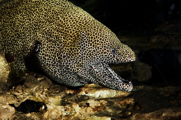 Reticulated moray eel