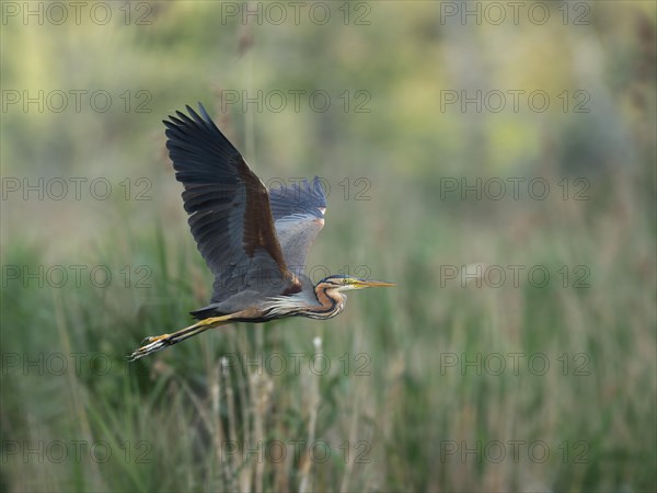 Purple heron