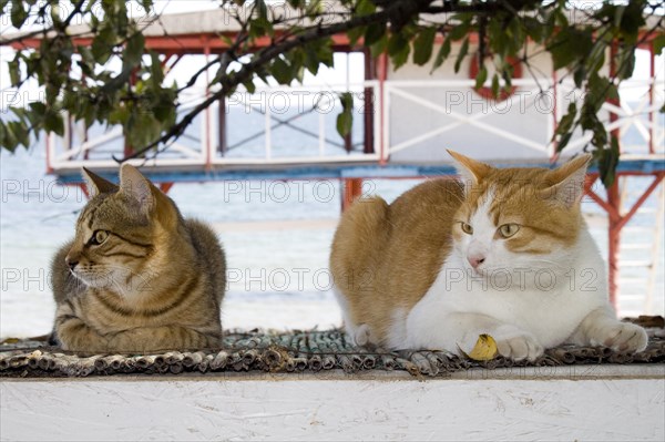 House cats on the beach