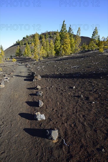 Hiking trails and Canary Island pines