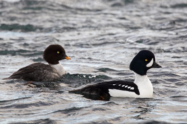 Barrow's goldeneye