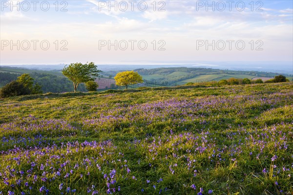 Bluebells on Cothelstone Hill in the Quantock Hills overlooking the Bristol Channel