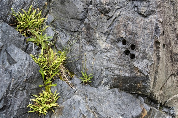 Drill holes in the rock face for placing explosives at Ballachulish slate quarry in Lochaber