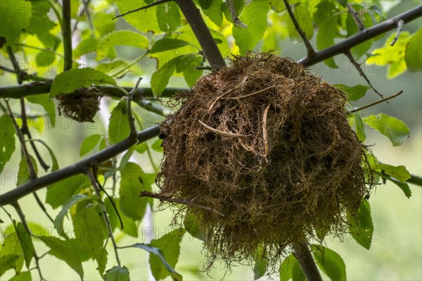 Rose bedeguar gall