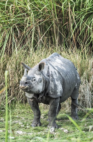 Male Indian rhinoceros