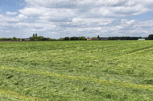 Mown meadow