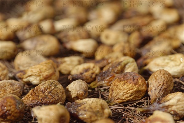 Drying common Common fig