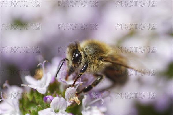 Honey bee