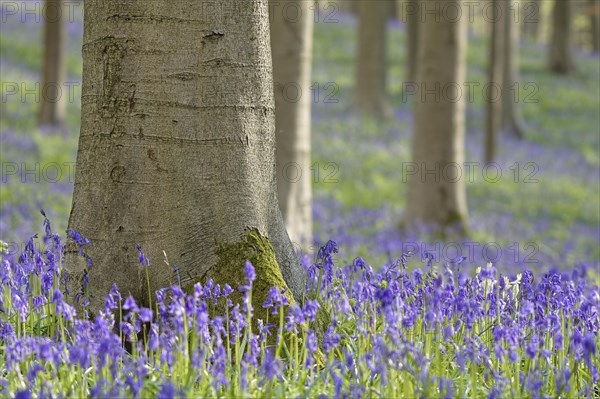 Common bluebells