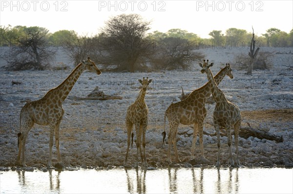 Angolan Giraffe