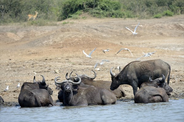 Cape buffalo