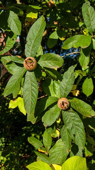 Mespilus germanica MEDLA