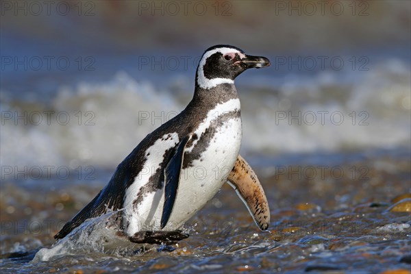 Magellanic Penguin