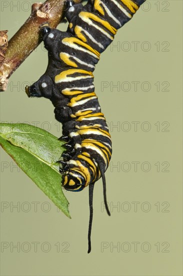 Caterpillar of the monarch butterfly