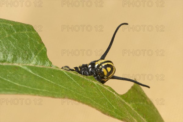 Caterpillar of the monarch butterfly