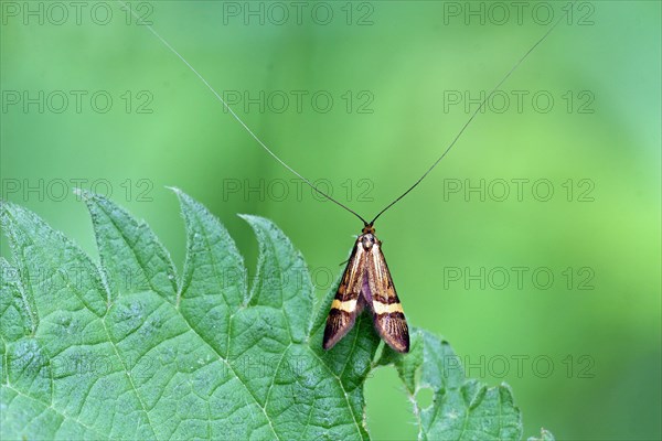 Longhorn moth