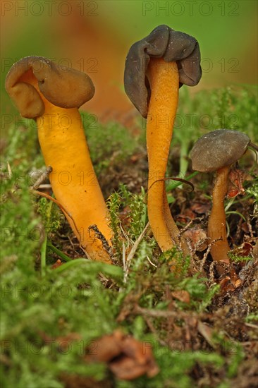 Greenish yellow gall cap