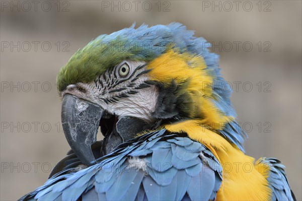 Blue-yellow macaw